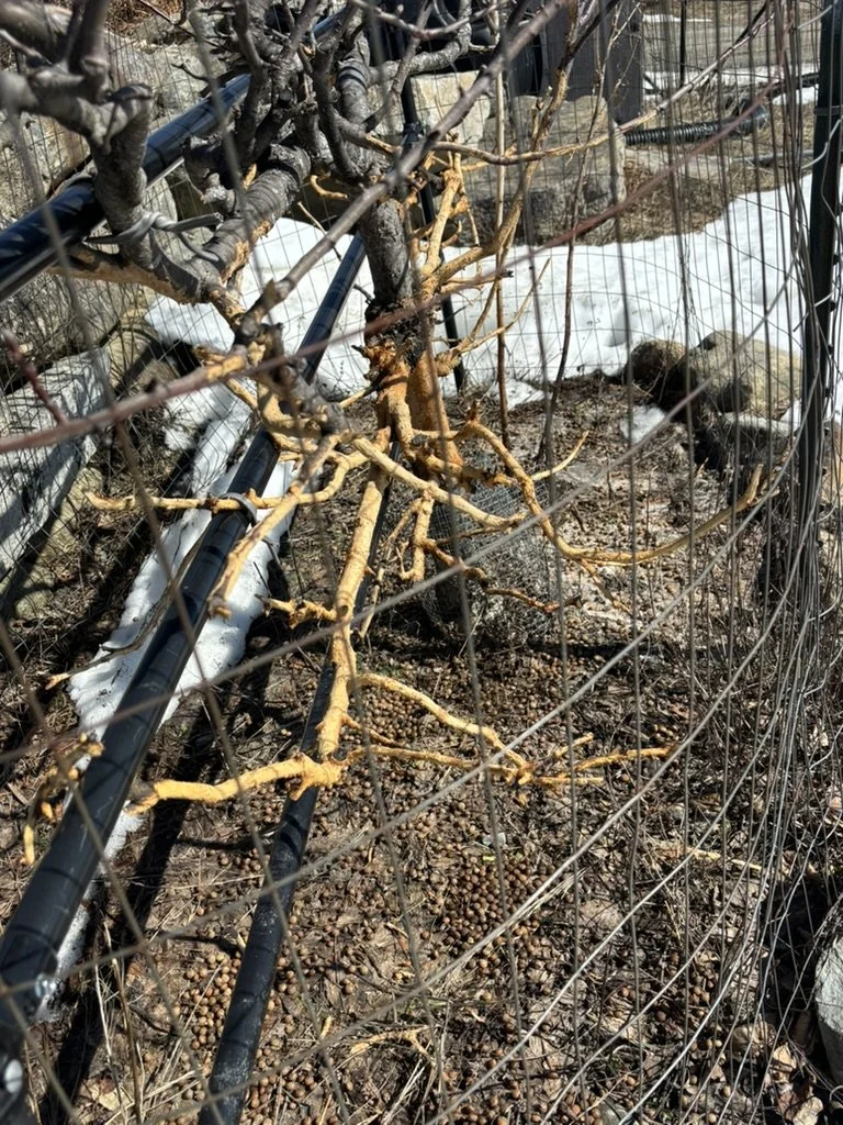 A girdled apple tree, its bottom branches and trunk stripped of bark