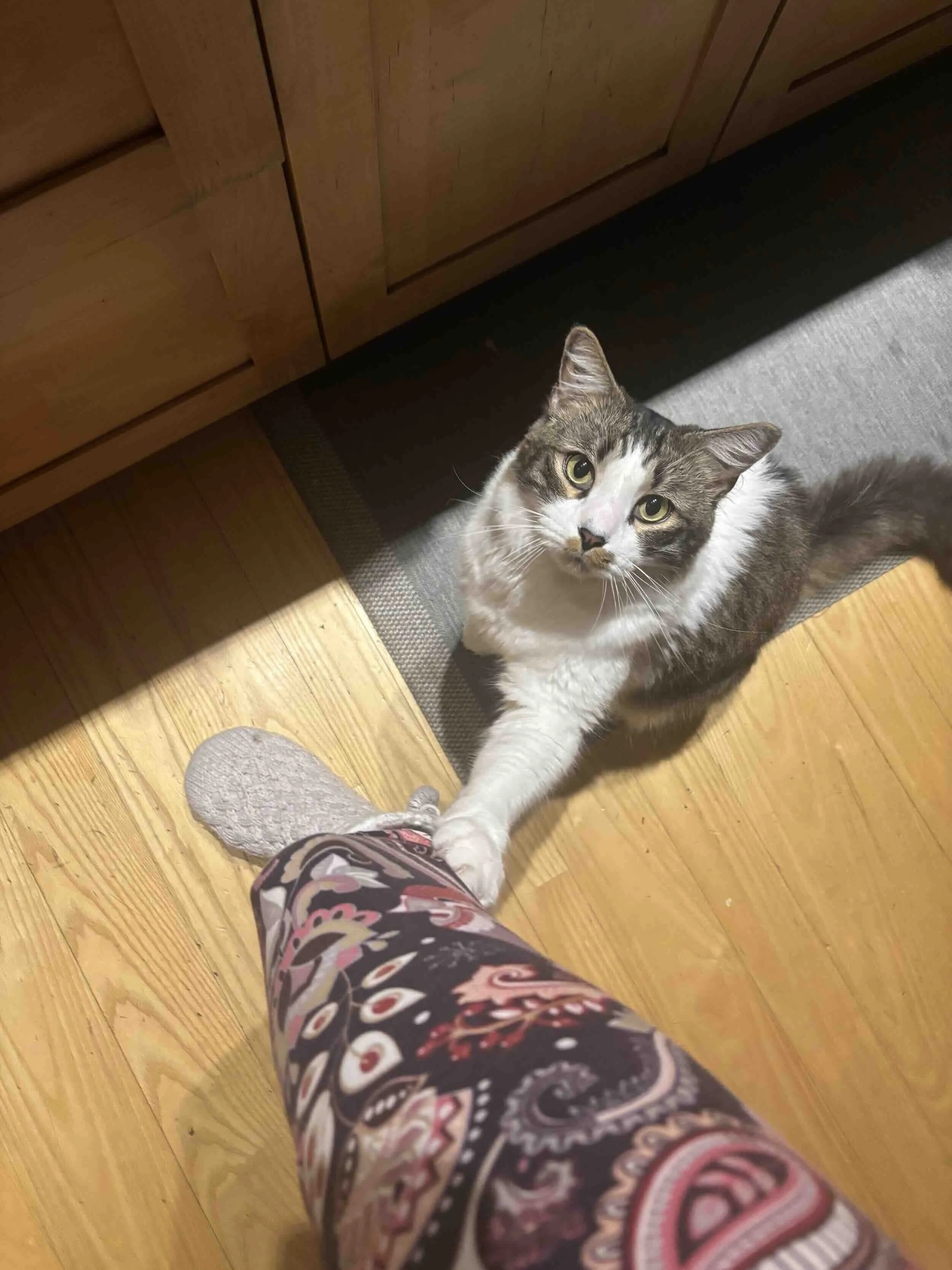 A cat reaches its paw out to touch a human leg