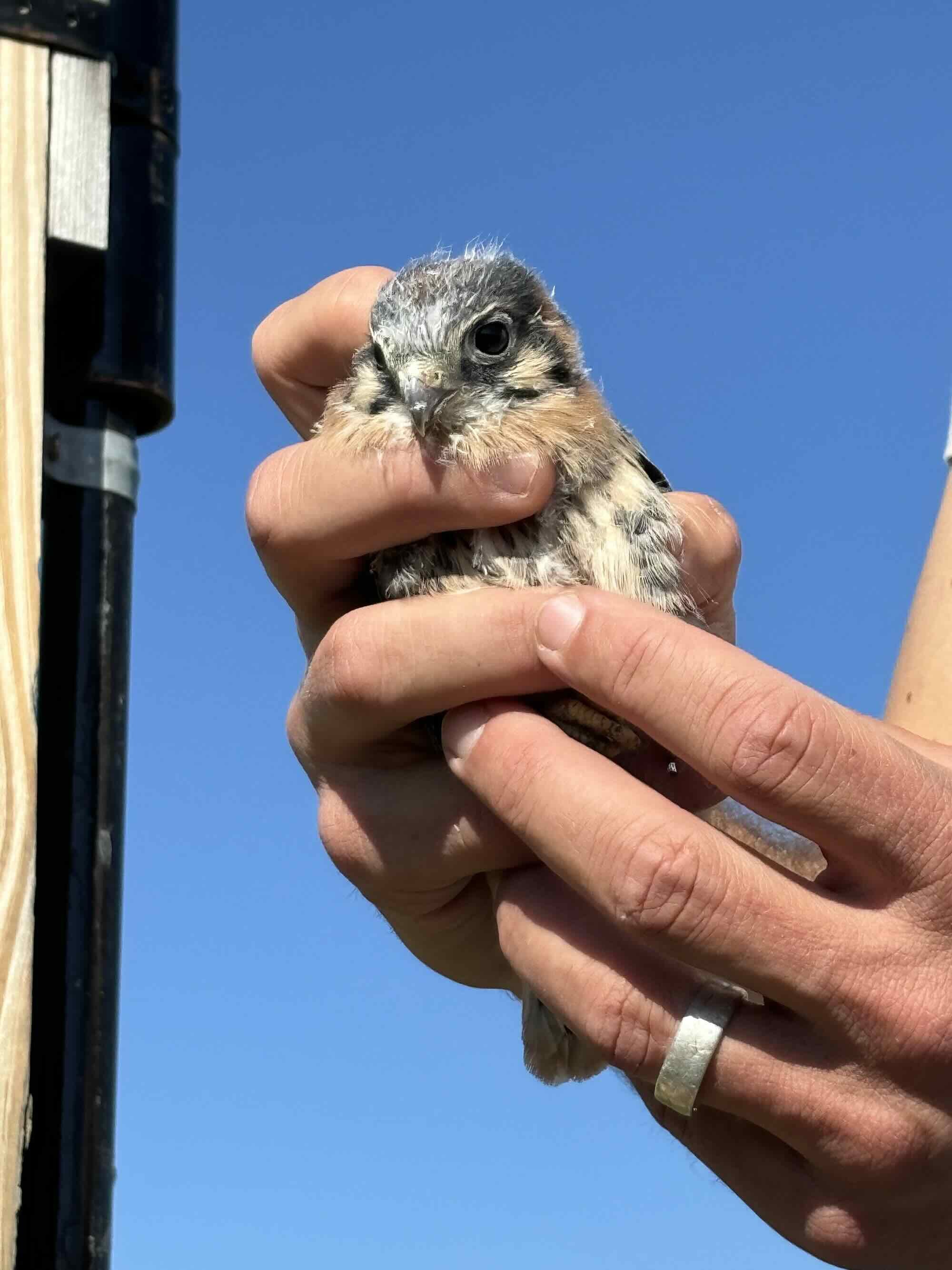 baby-american-kestrel.jpeg