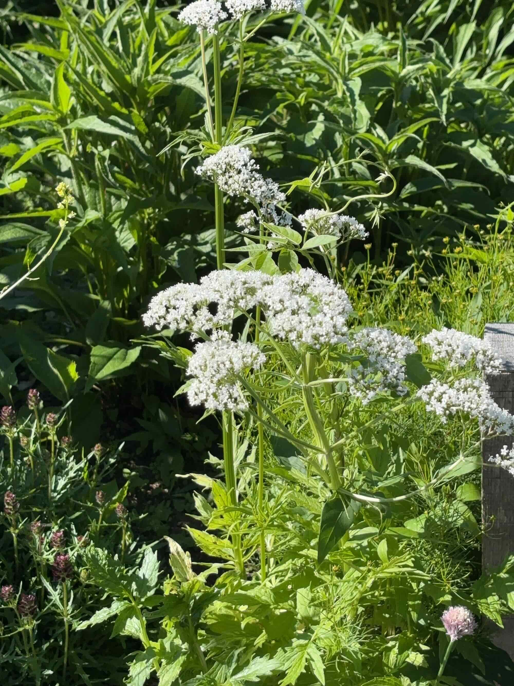 Flowering white medicinal plants in a garden