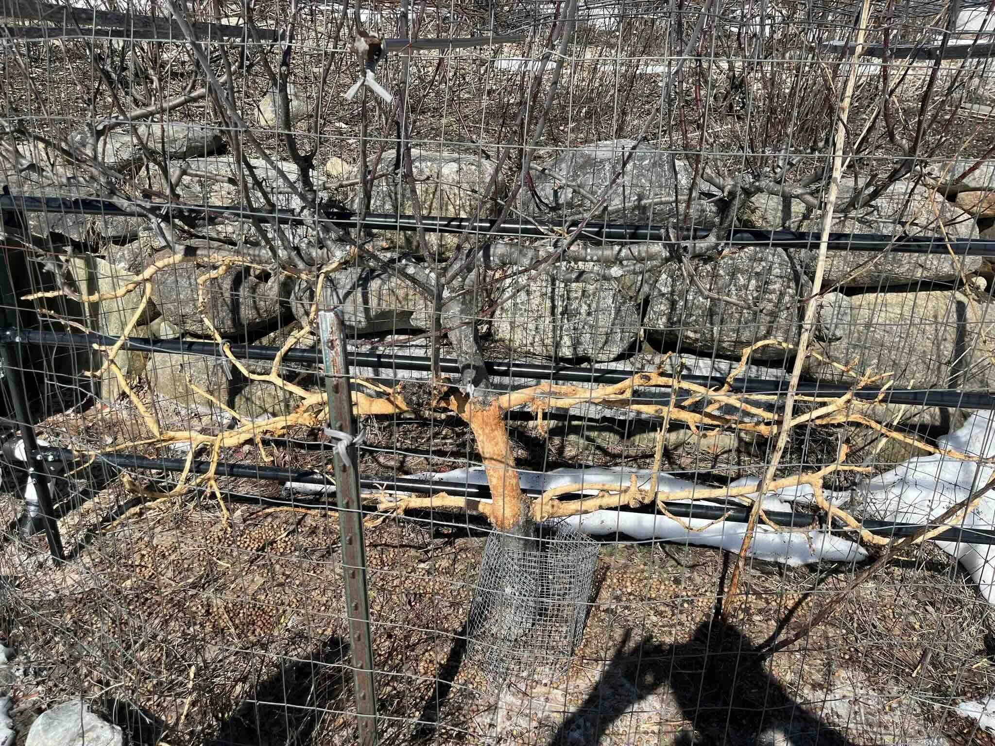 A trellised apple tree stripped of bark on its bottom four branches and trunk