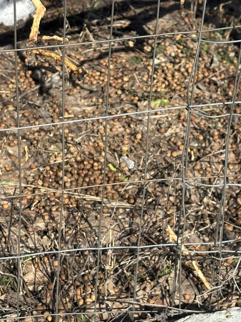 Bunny pellets at the base of an apple tree