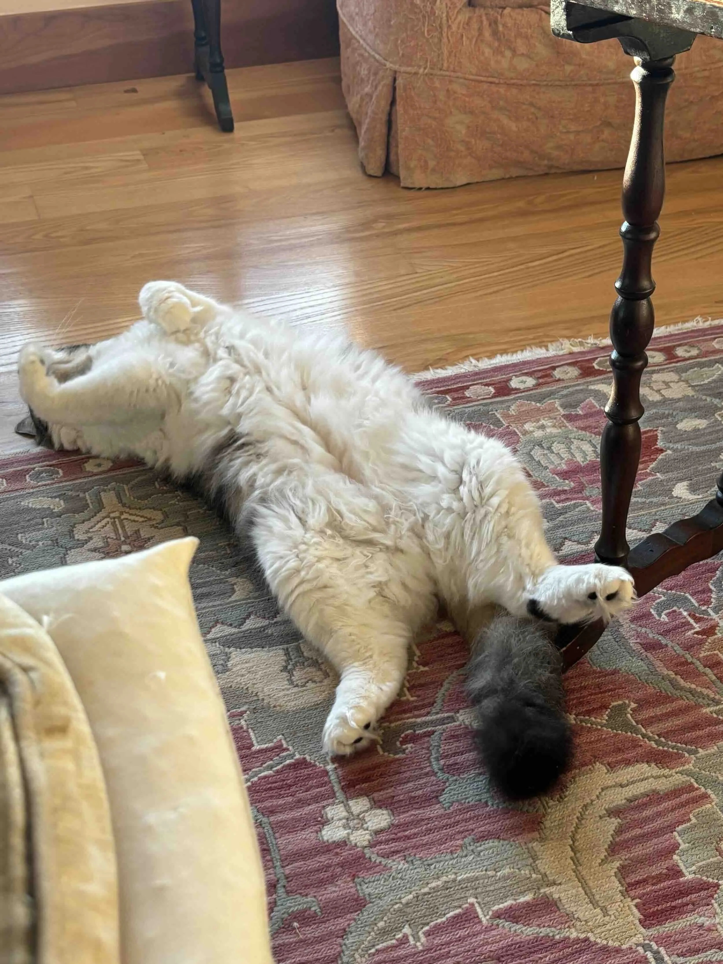 A cat on its back with its belly exposed