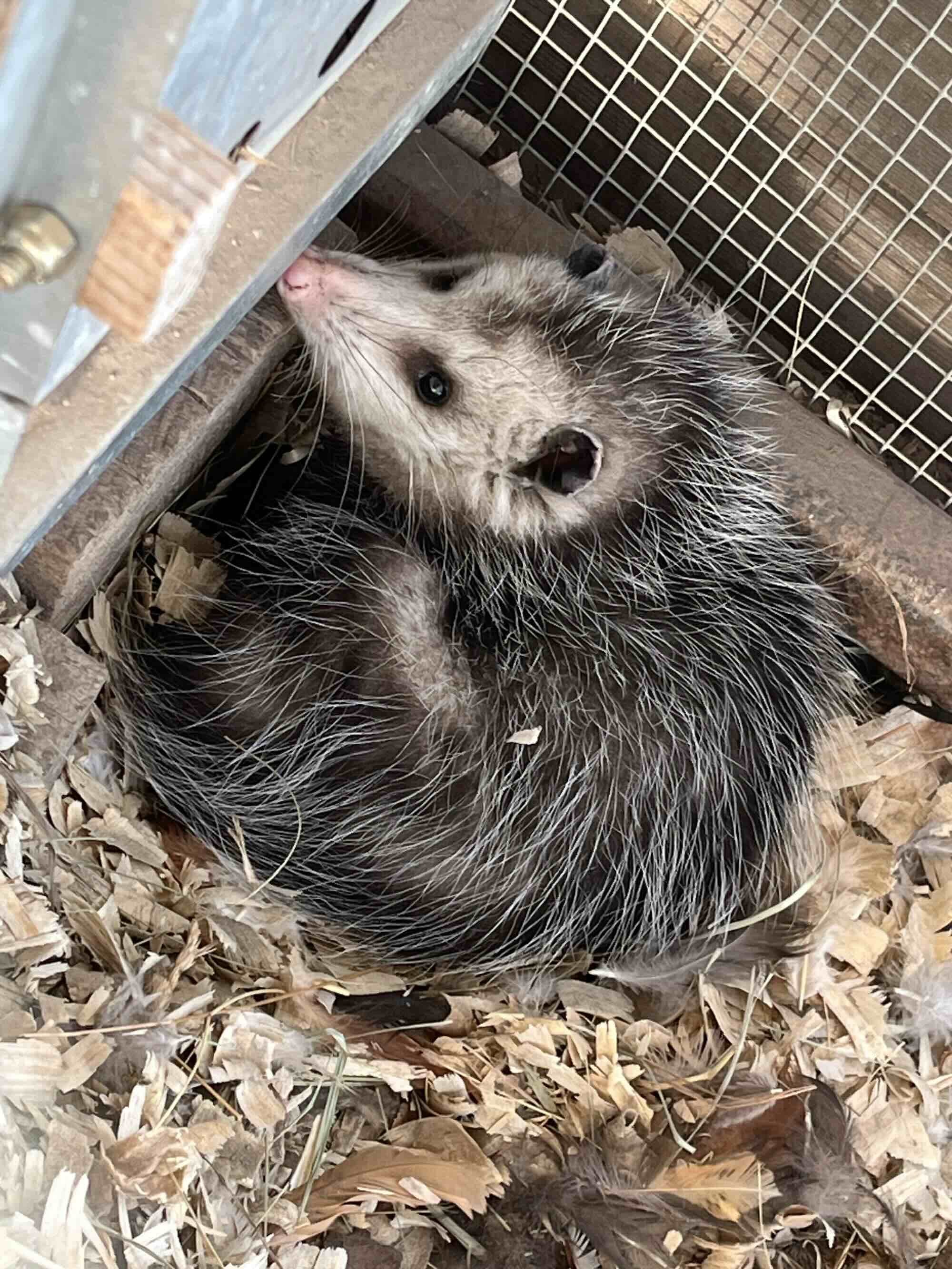 A baby opossum curled up in the corner of a chicken coop