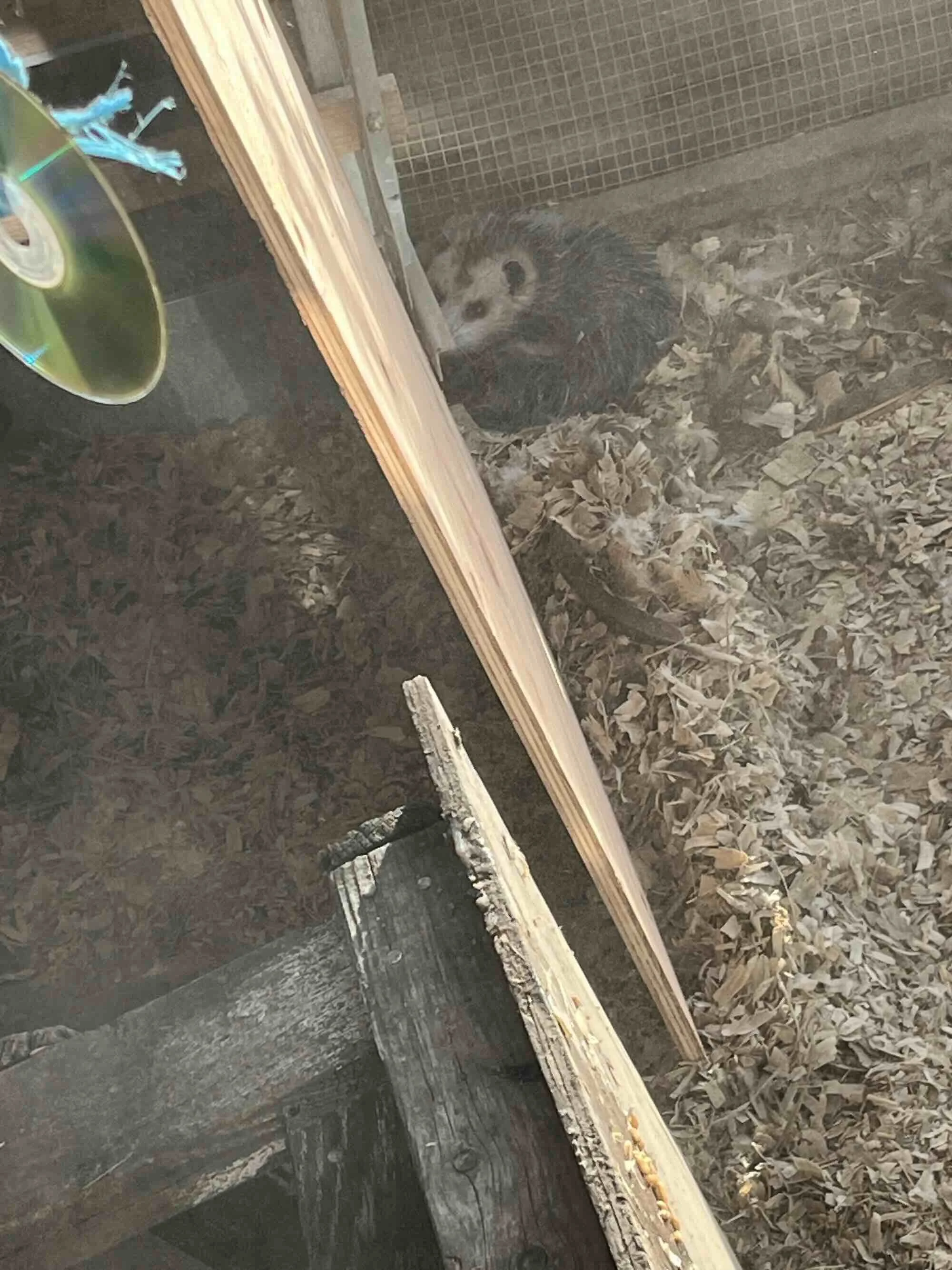 A baby opossum curled up in the corner of a chicken coop