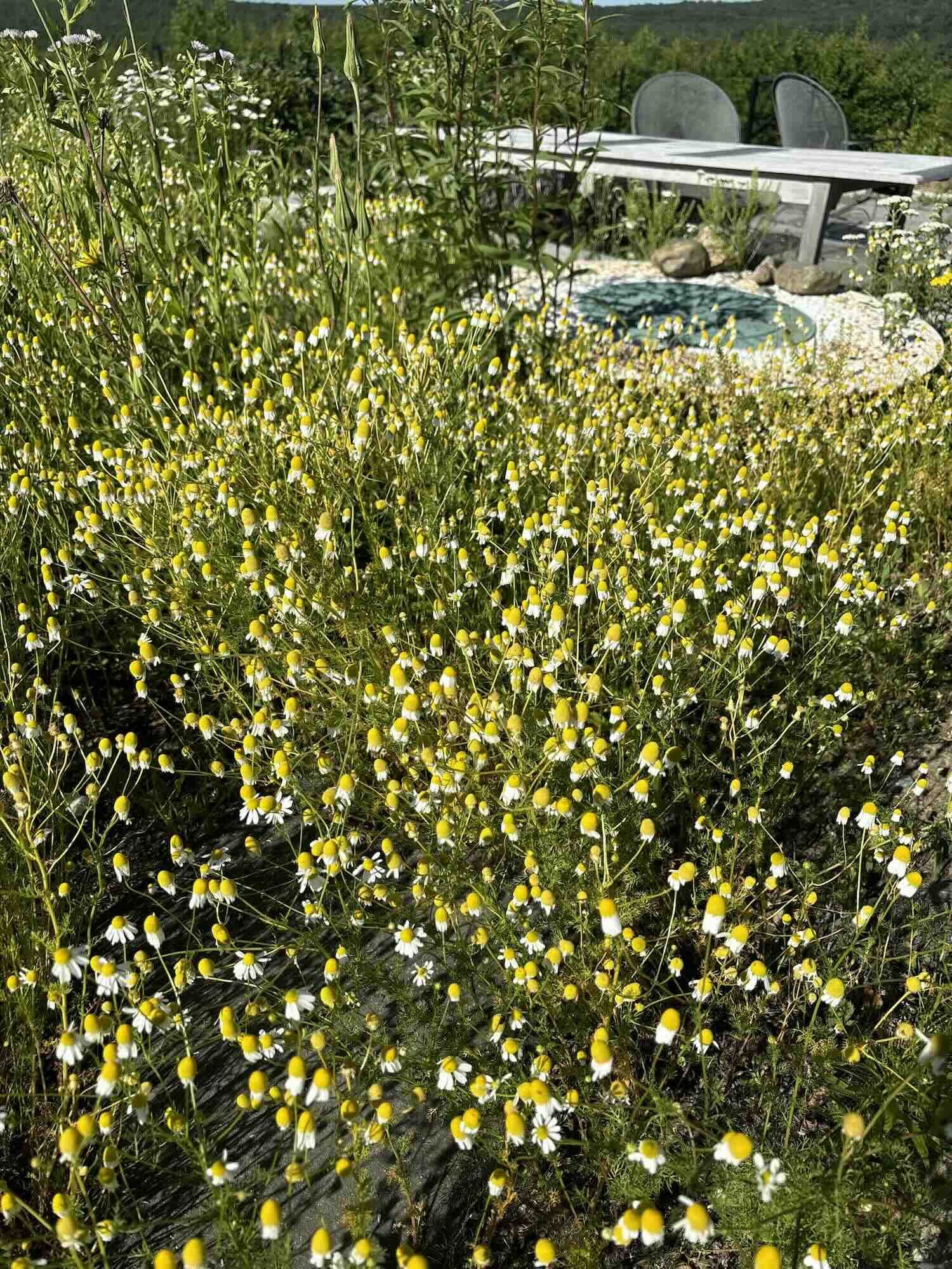 A bed of chamomile growing in a garden