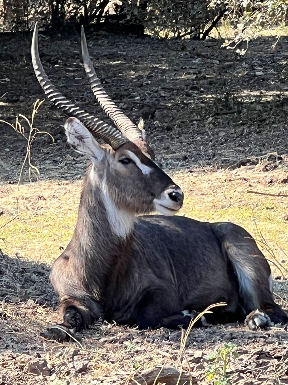 Kudu.jpg