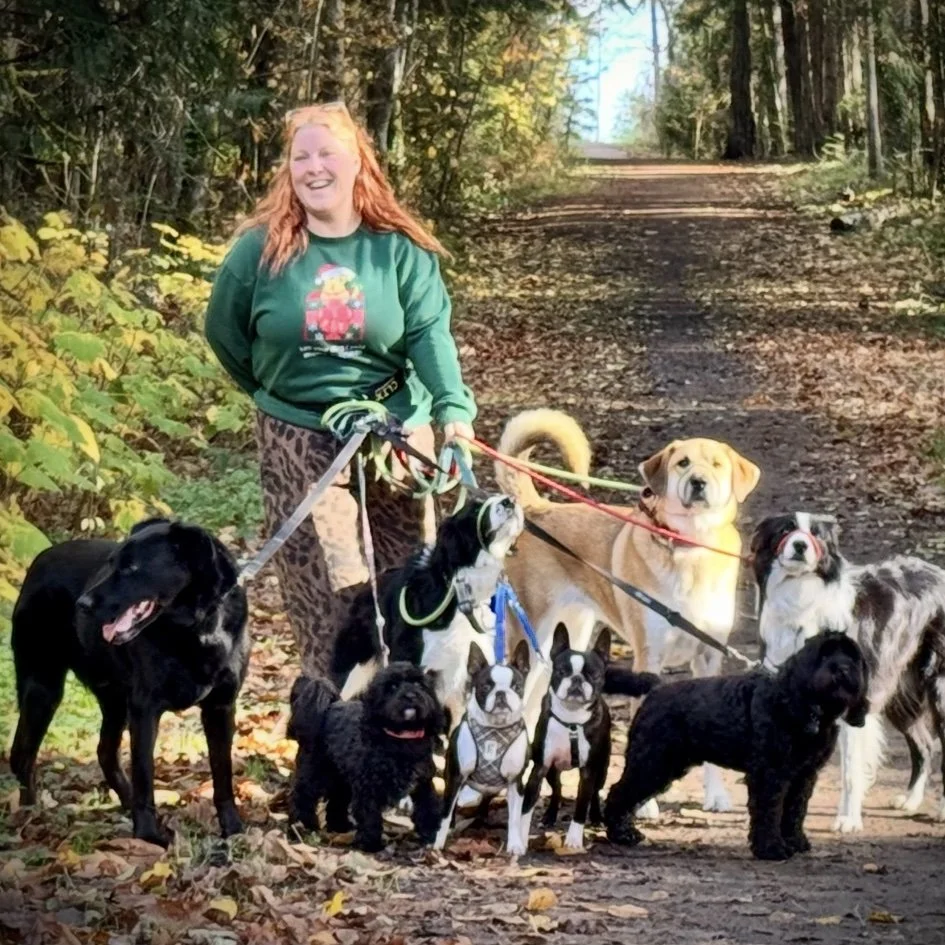 Happy dogs walking on leash with staff