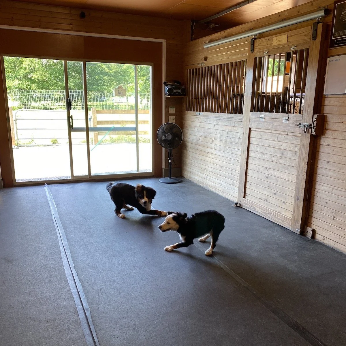 Dog Daycare & Boarding Kennel | Victoria BC | K9 Country Cottage