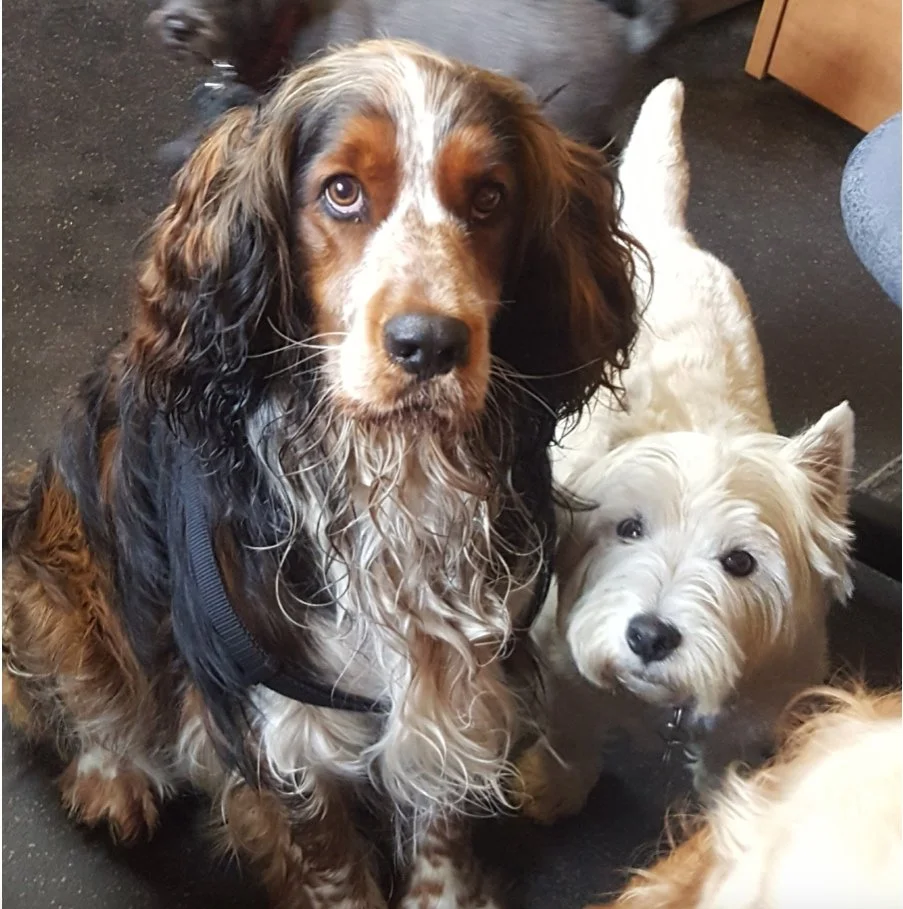 Dog Daycare & Boarding Kennel | Victoria BC | K9 Country Cottage