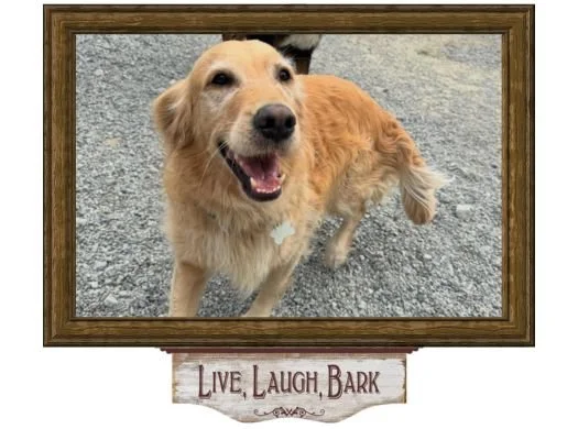 Happy dog at boarding facility in wooden frame displaying Live, Laugh, Bark