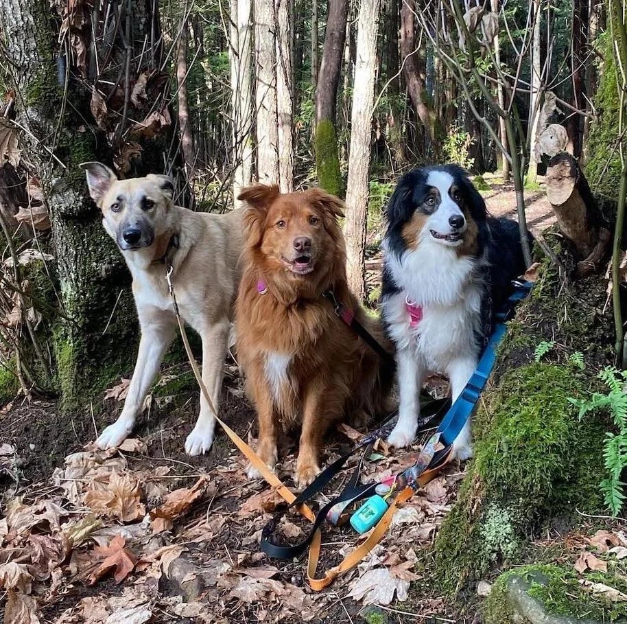 Happy dogs during on-leash forest trail walk