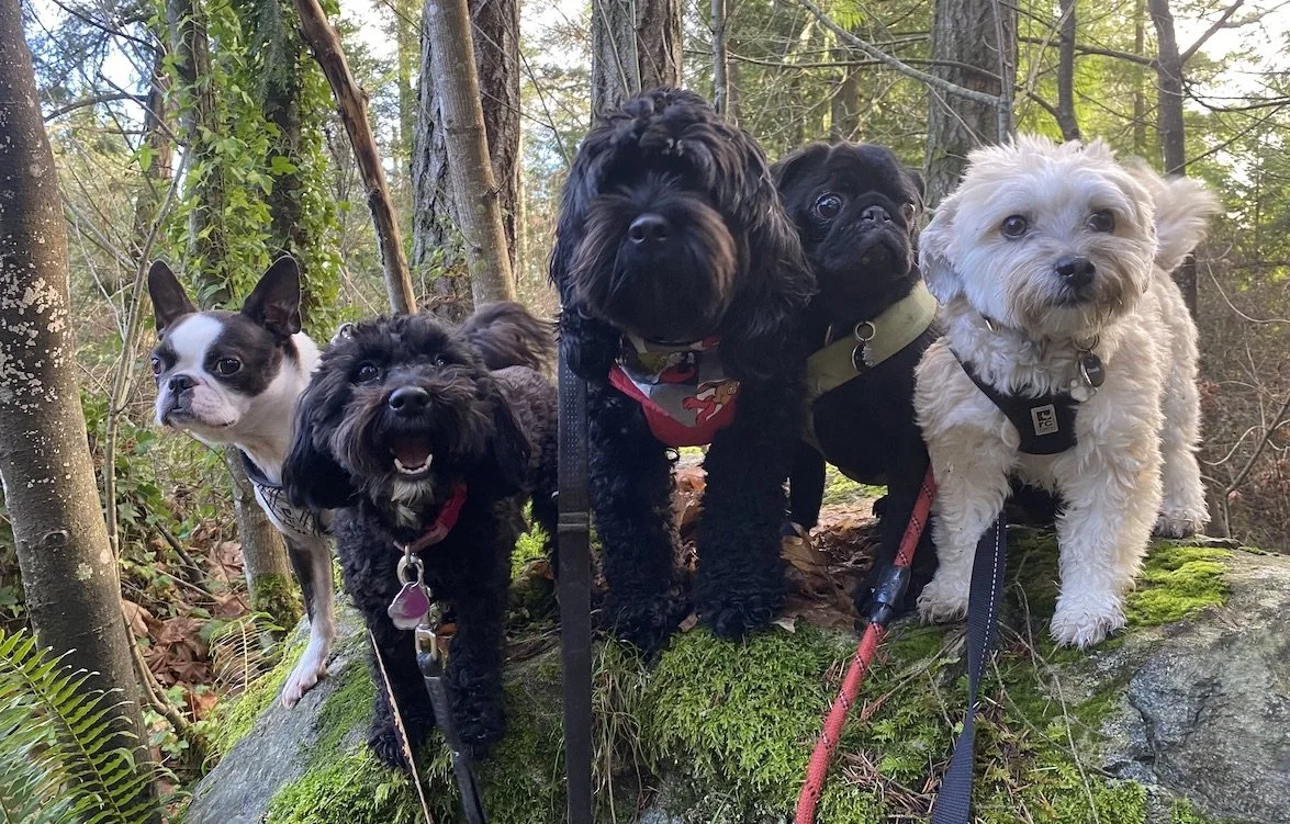 Happy dogs during on-leash forest trail walk