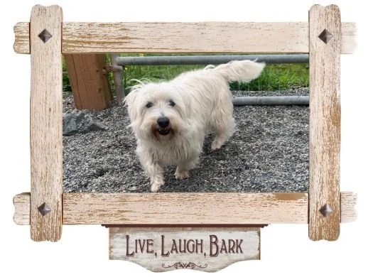 Dog Daycare & Boarding Kennel | Victoria BC | K9 Country Cottage