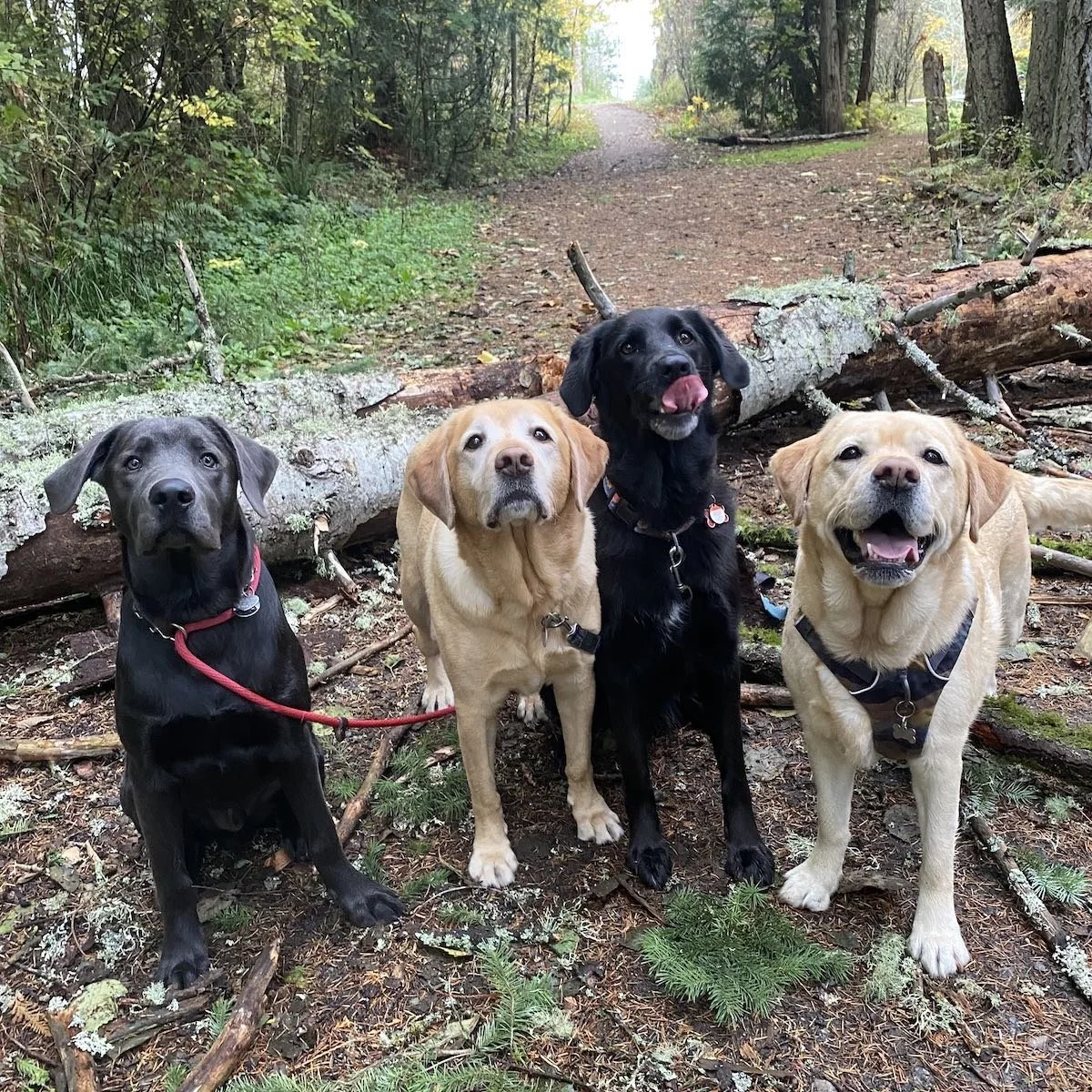 Happy dogs walking on leash with staff