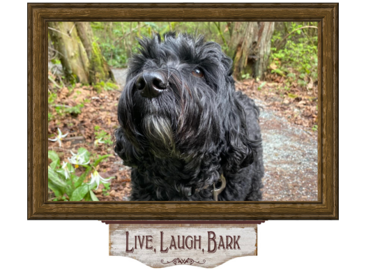 Happy small dog at boarding facility in wooden frame displaying Live, Laugh, Bark