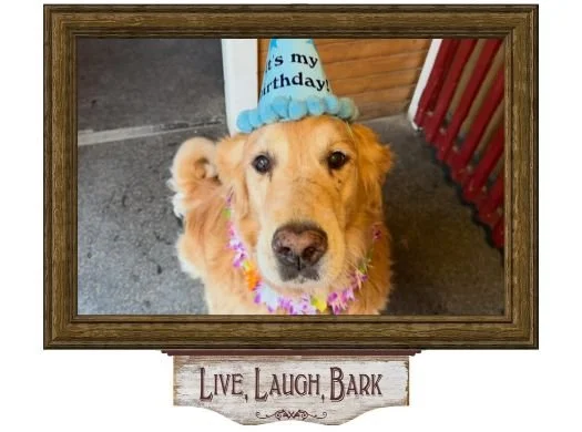 Happy dog at boarding facility in wooden frame displaying Live, Laugh, Bark