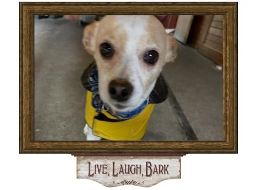 Happy small dog at boarding facility in wooden frame displaying Live, Laugh, Bark