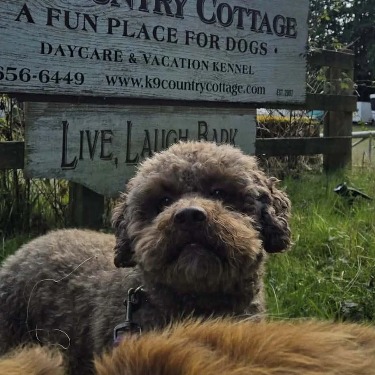 Happy dog walking on leash with staff