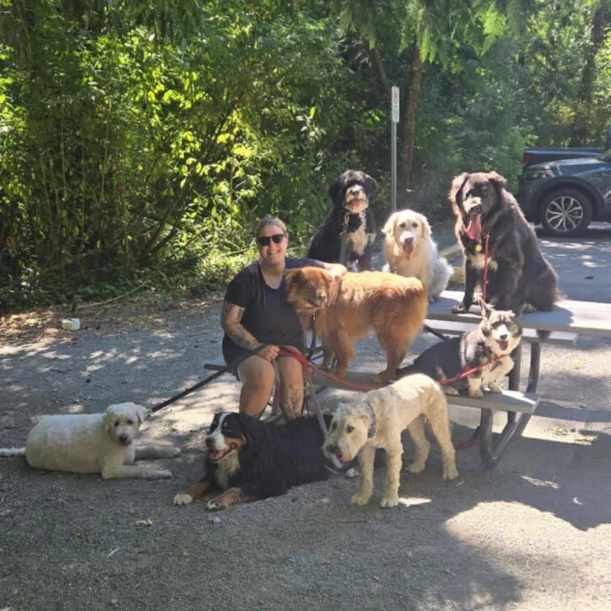 Happy dogs walking on leash with staff