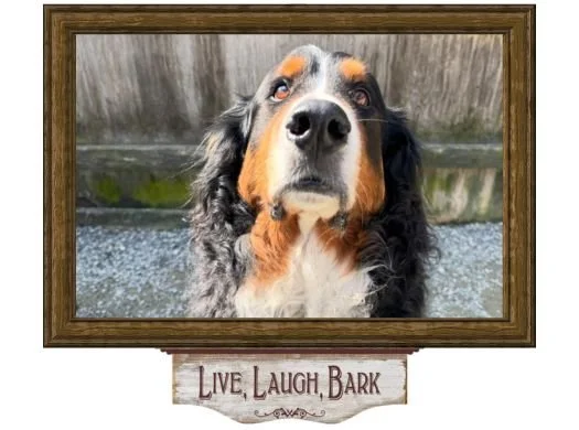 Happy dog at boarding facility in wooden frame displaying Live, Laugh, Bark