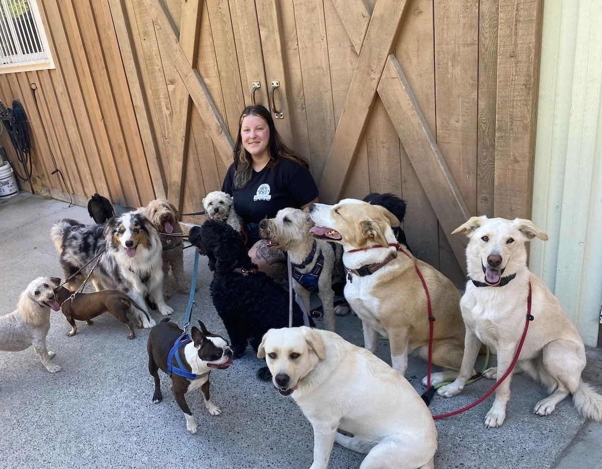 Happy dogs ready to go for a walk with staff