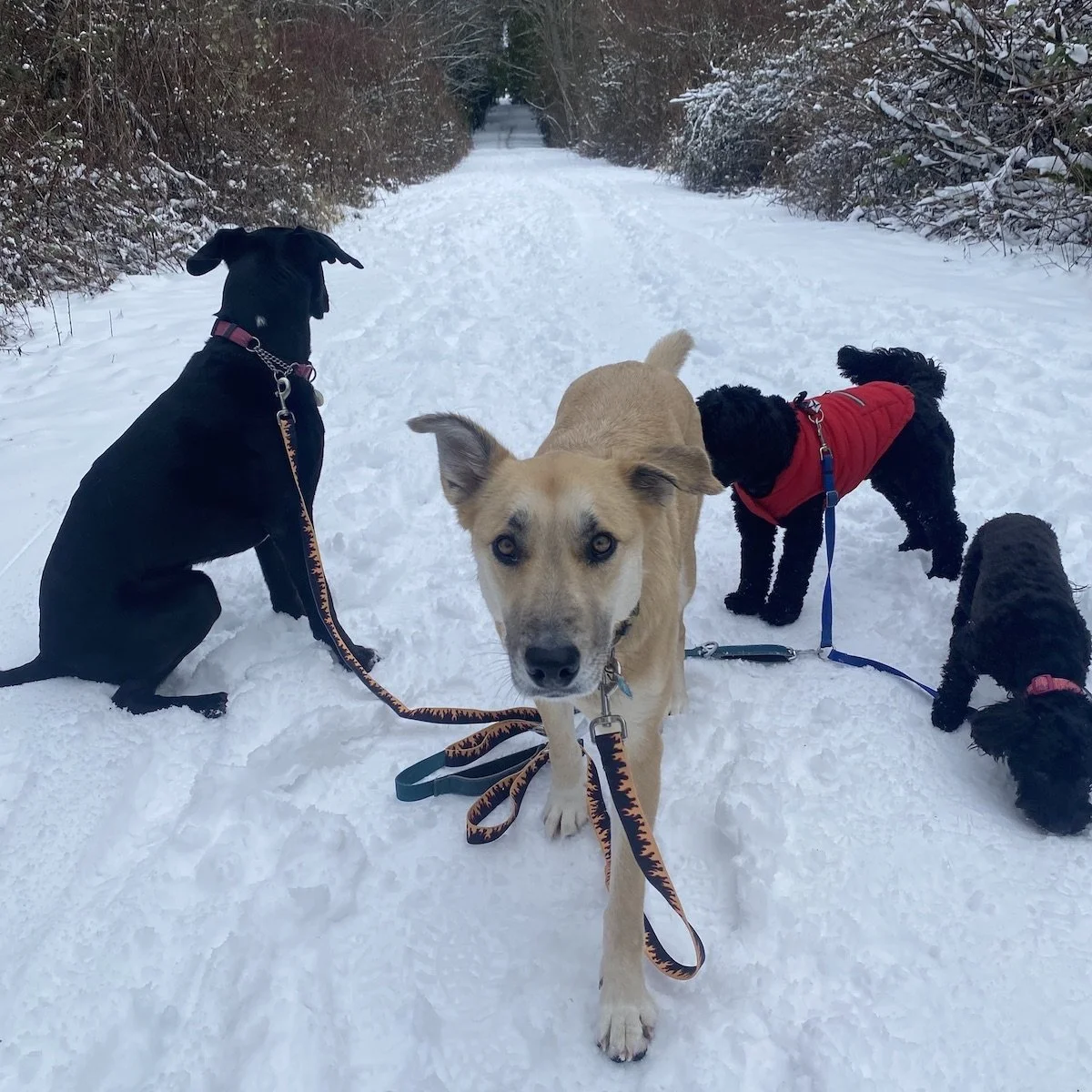 Happy dogs walking on leash with staff