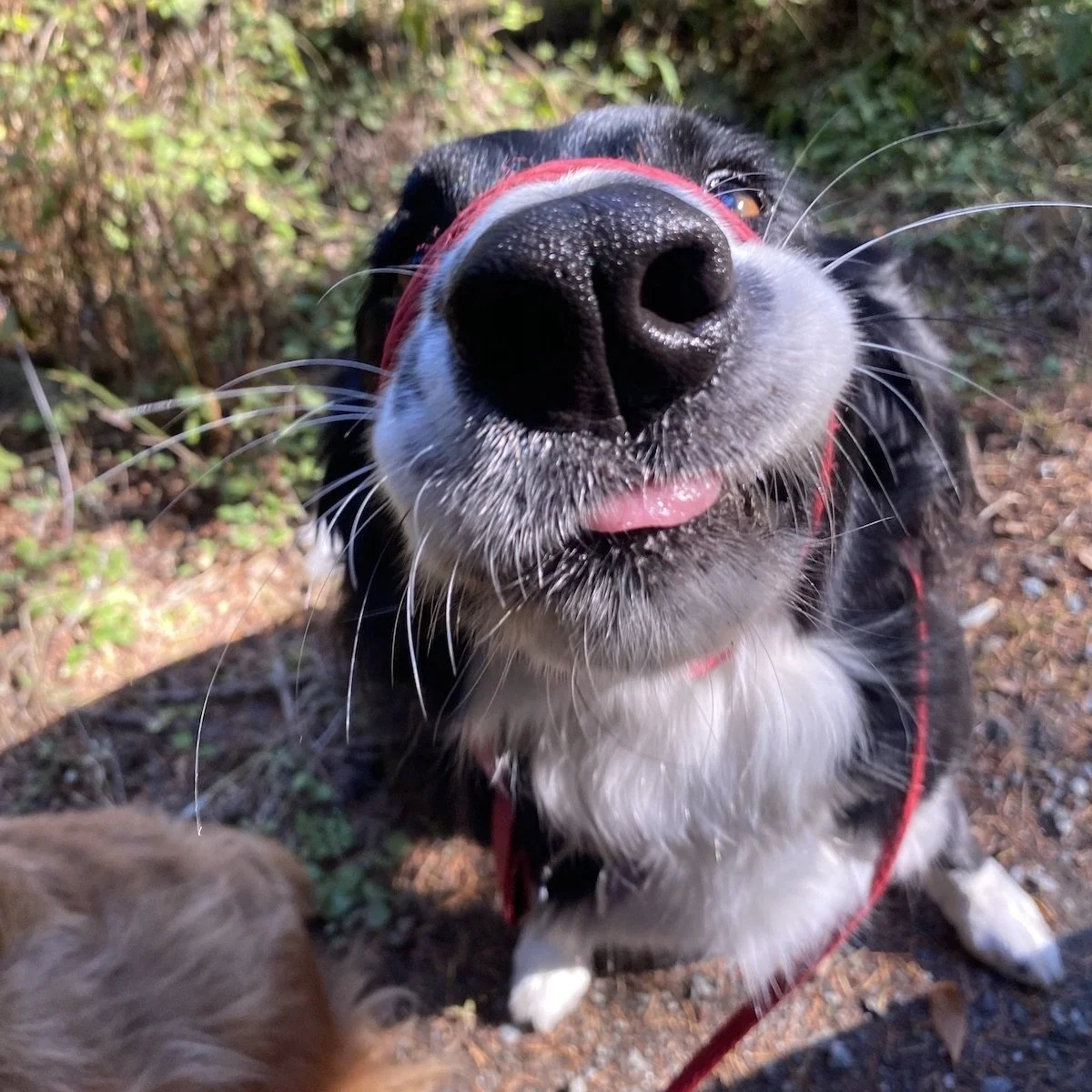 Happy dog sitting during on-leash forest trail walk