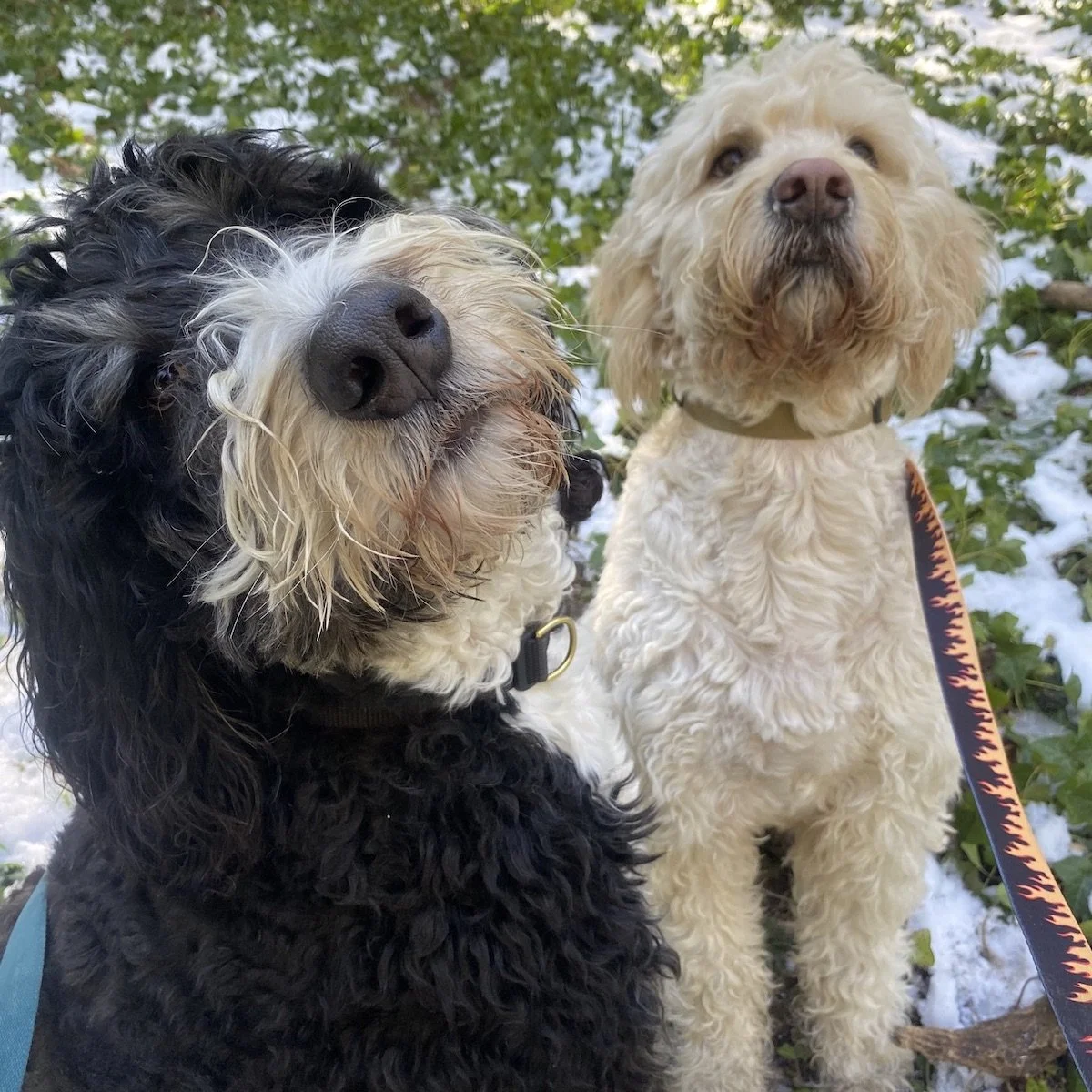 Happy dogs walking on leash with staff