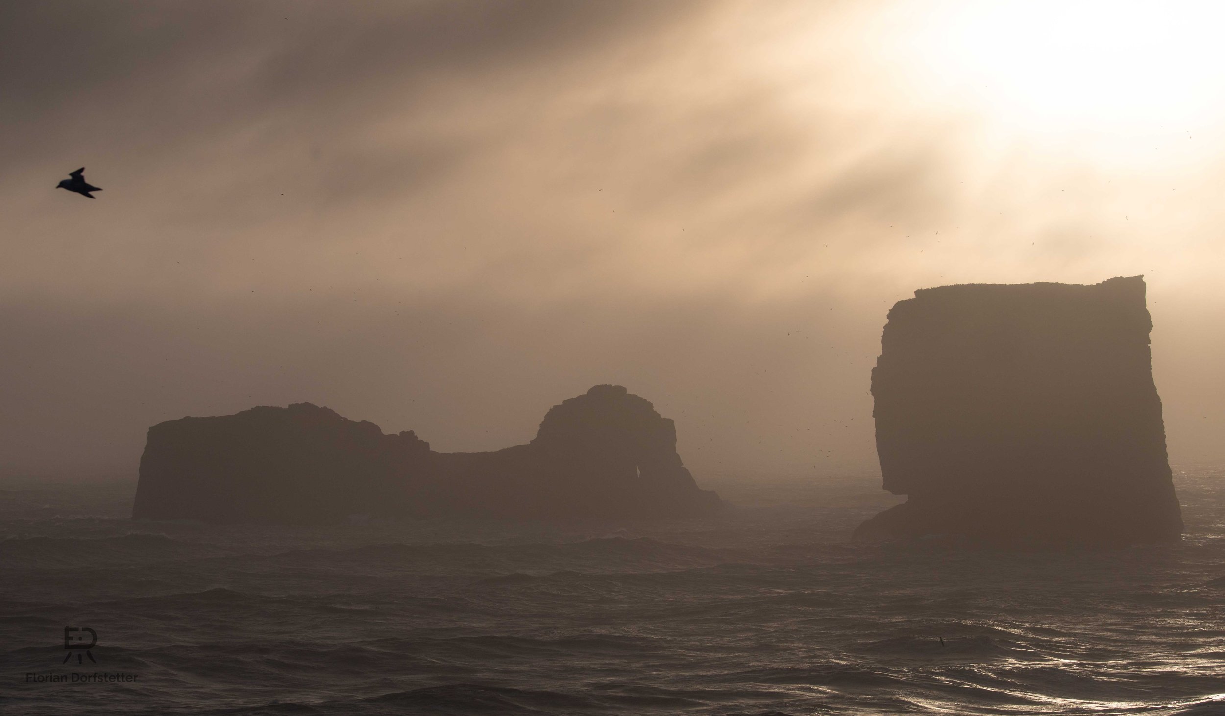 Island Dyrhólaey Möve.jpg