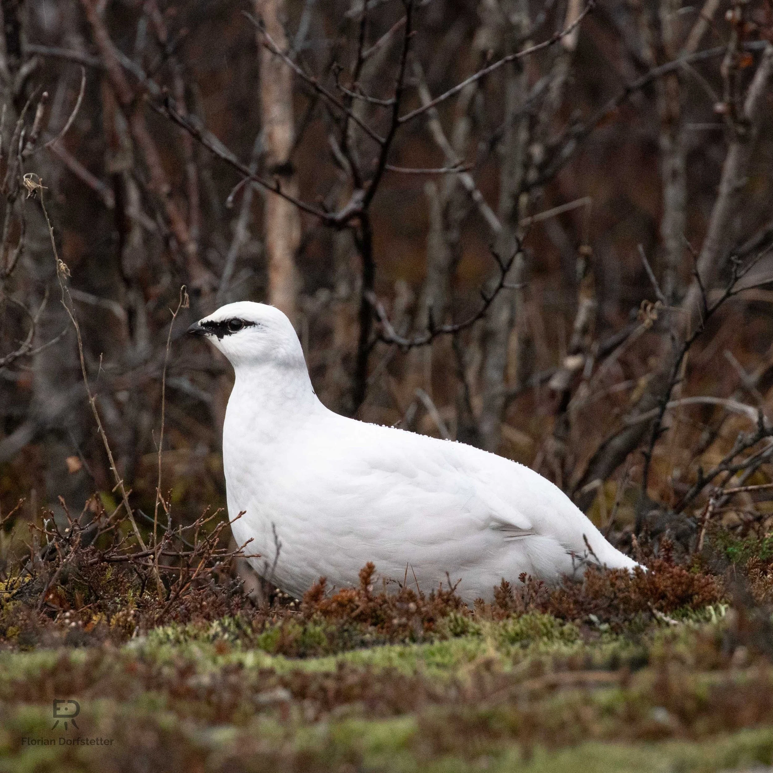 Island Schneehuhn.jpg