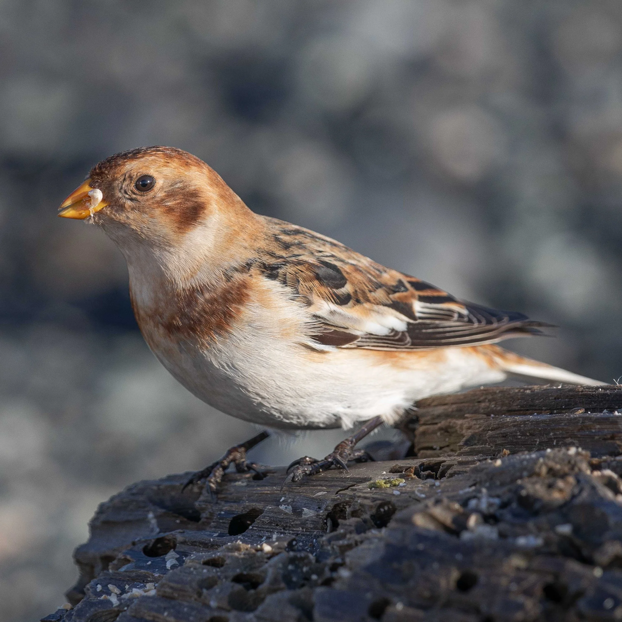 Island Jokulsarlon Schneeammer.jpg