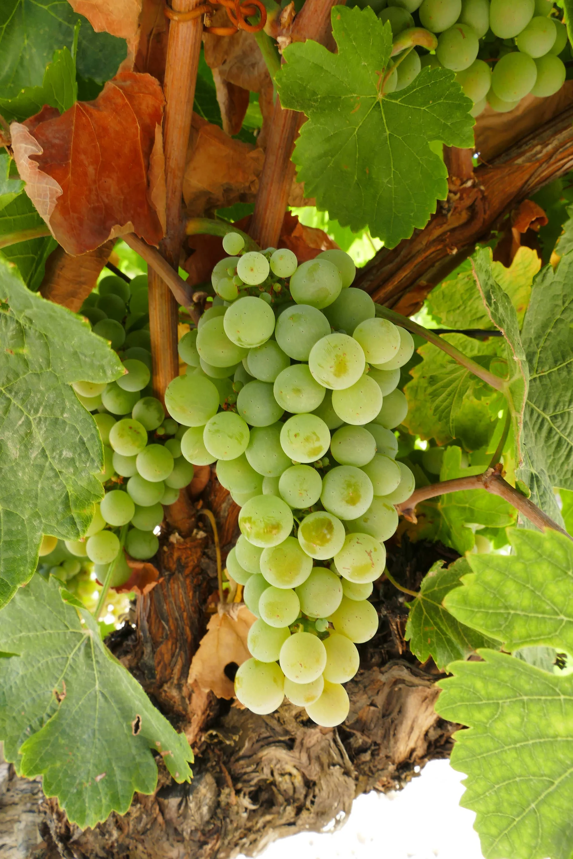 Compartir de Industria en Bacoa - D.O. Rueda 