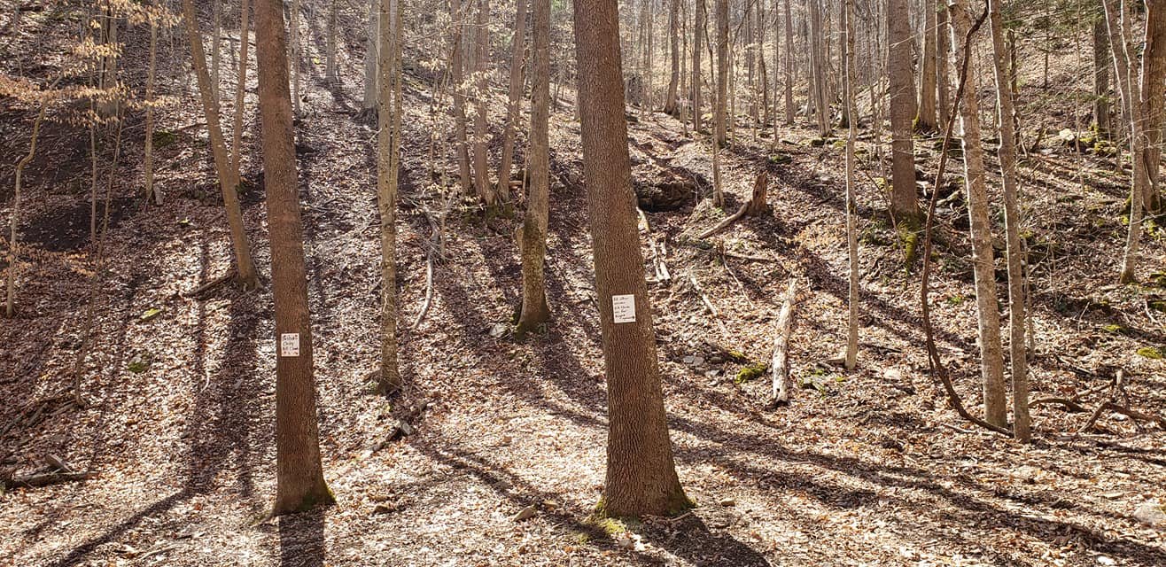 hillside.jpg