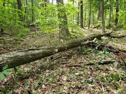 Log section work inprogress.jpg