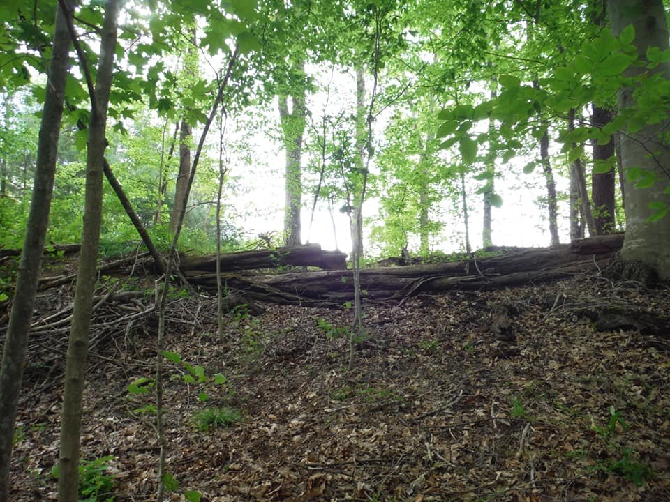 hillside log.jpg