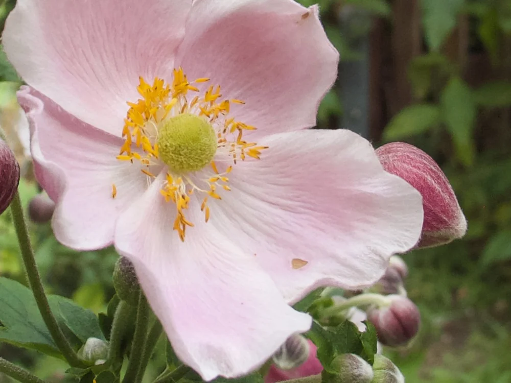 Canon PowerShot G5 (cropped)