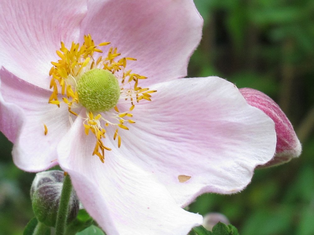 Canon PowerShot G12 (cropped)