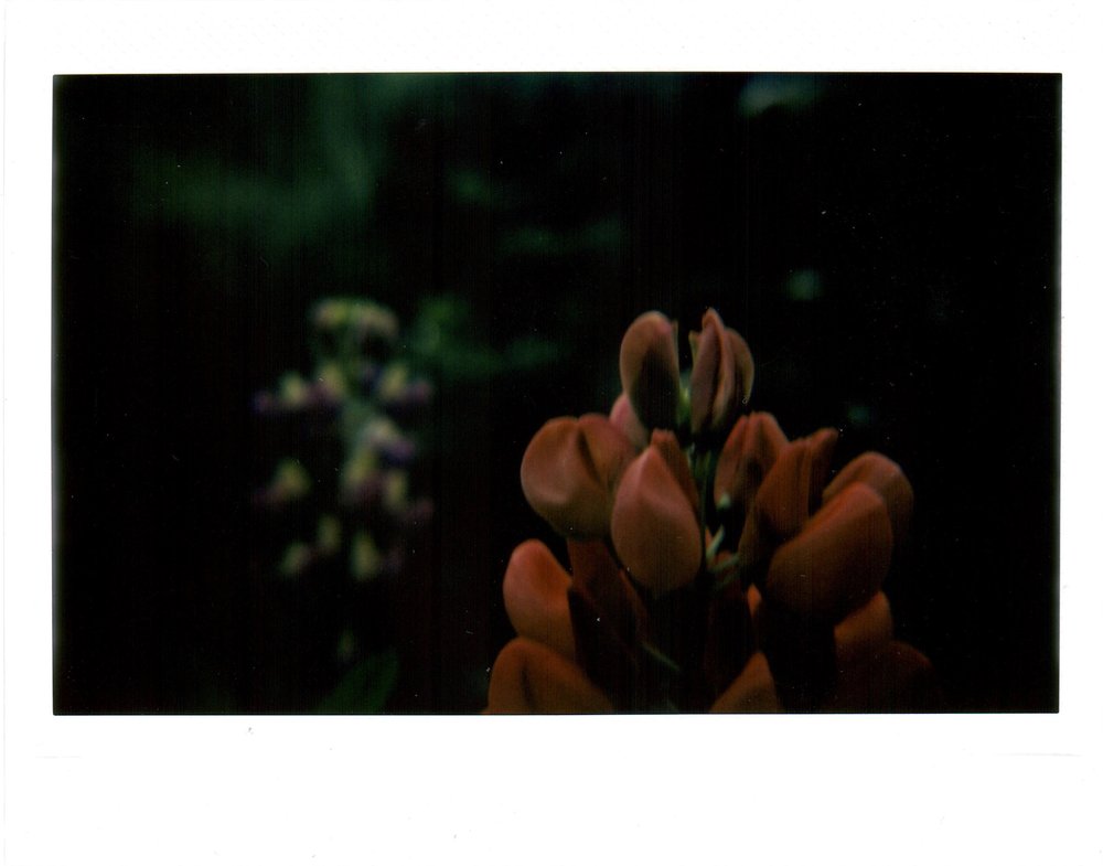 Lomo'Instant with macro diopter