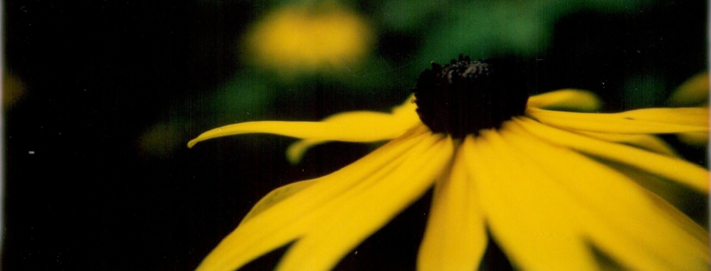 Instant Film Photography