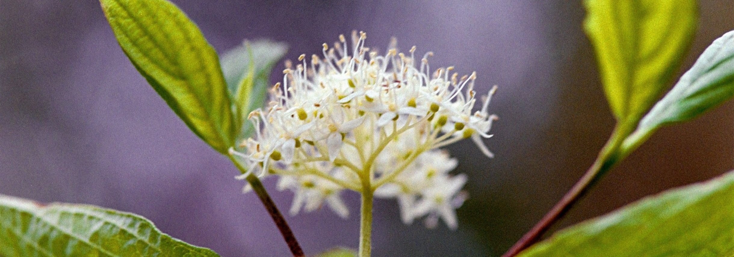 Analog Macro Photography