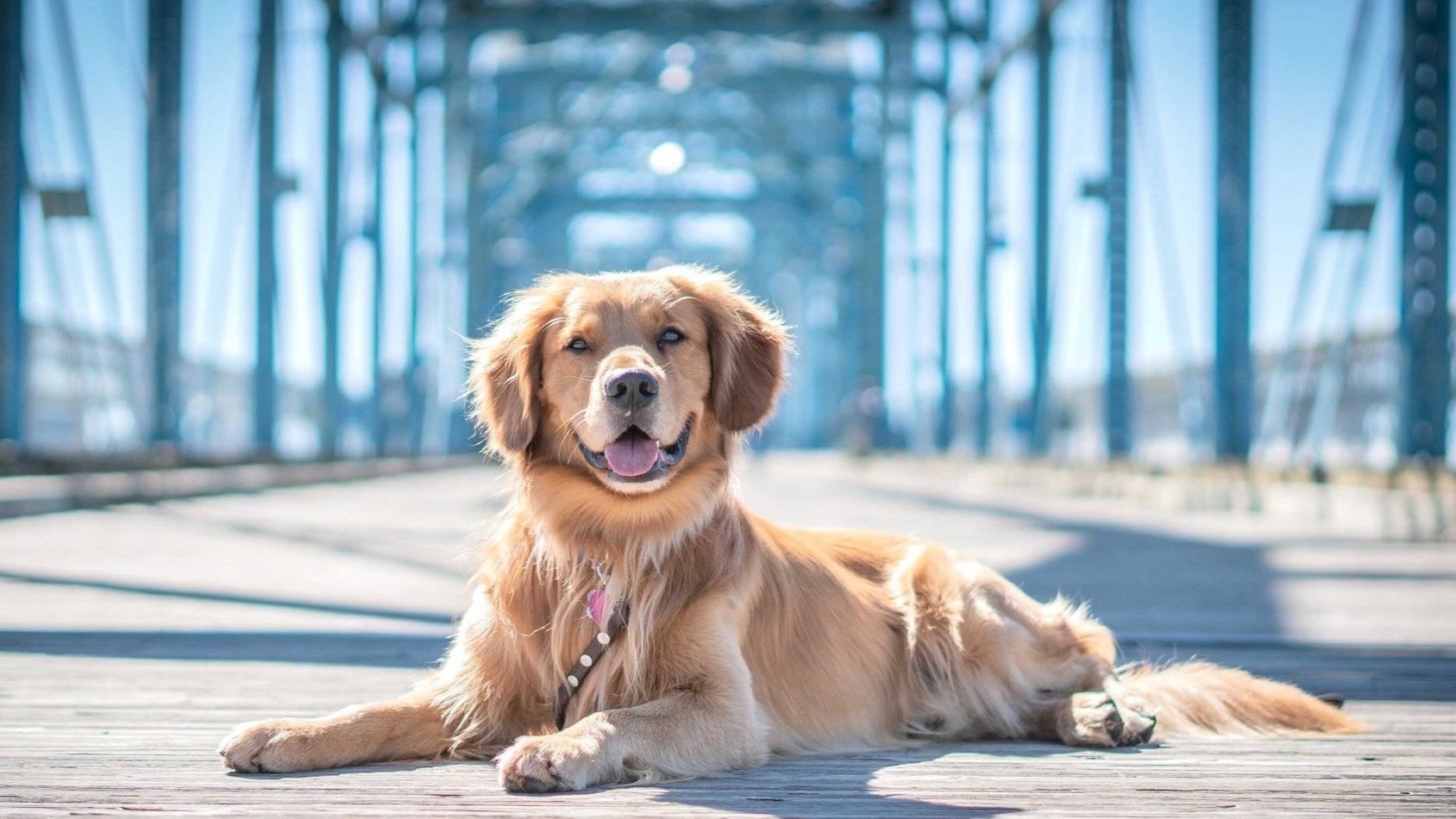Dog for adoption - Penny, a Golden Retriever in Louisville, KY