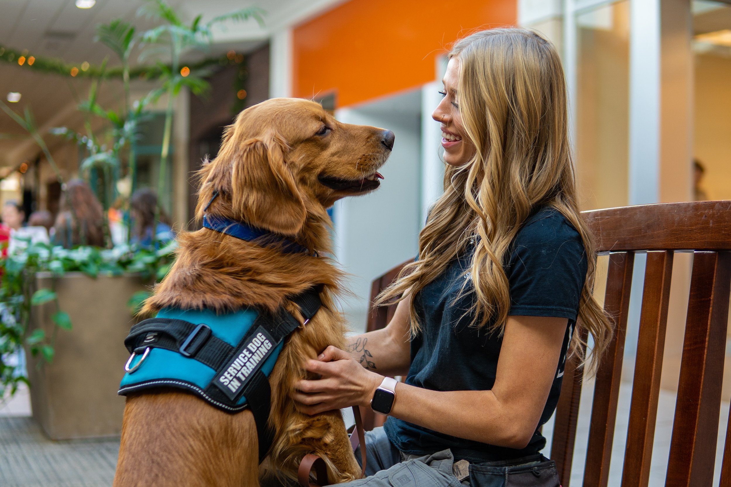 Dog Training For Dogs