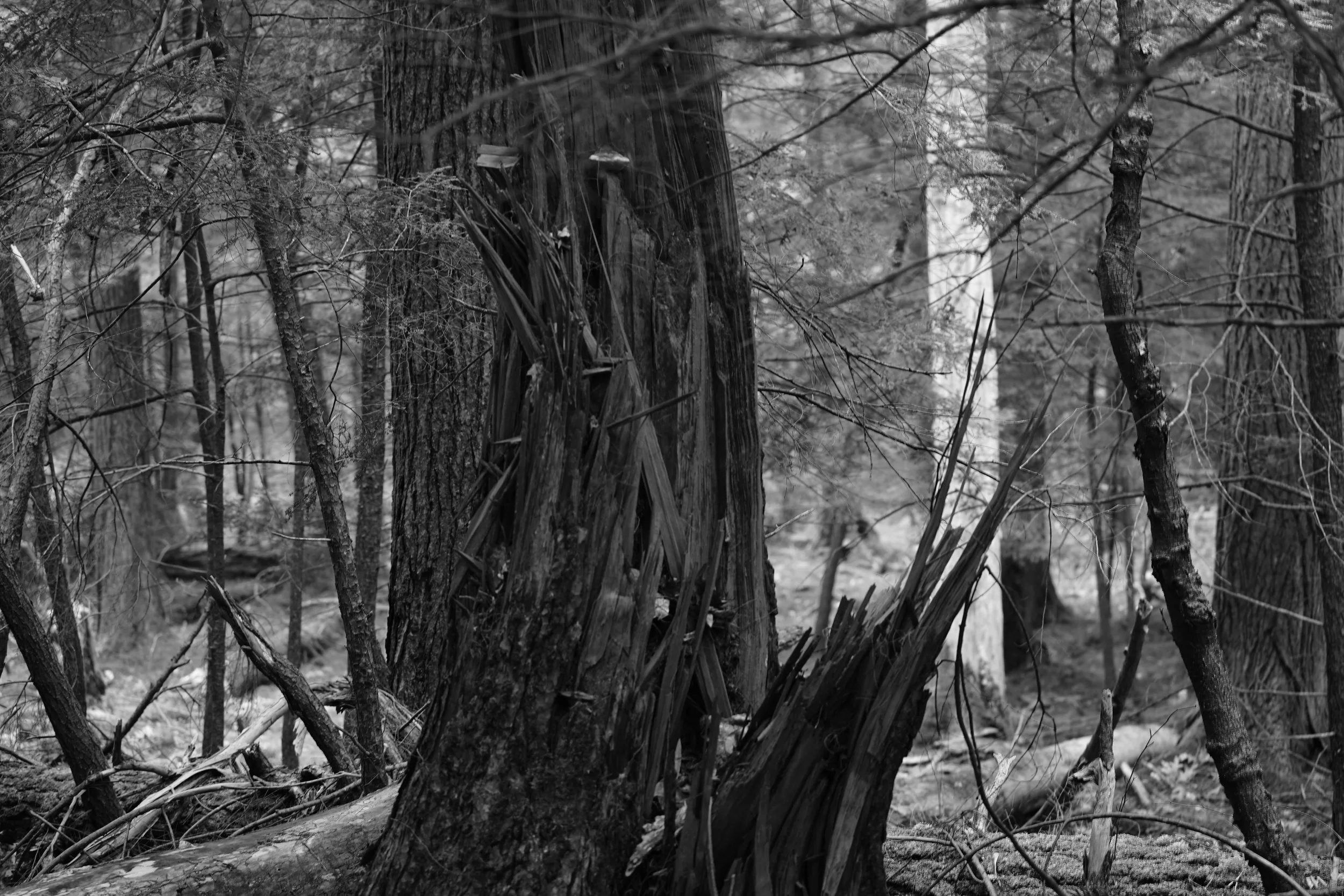 _DSC5660.JPG