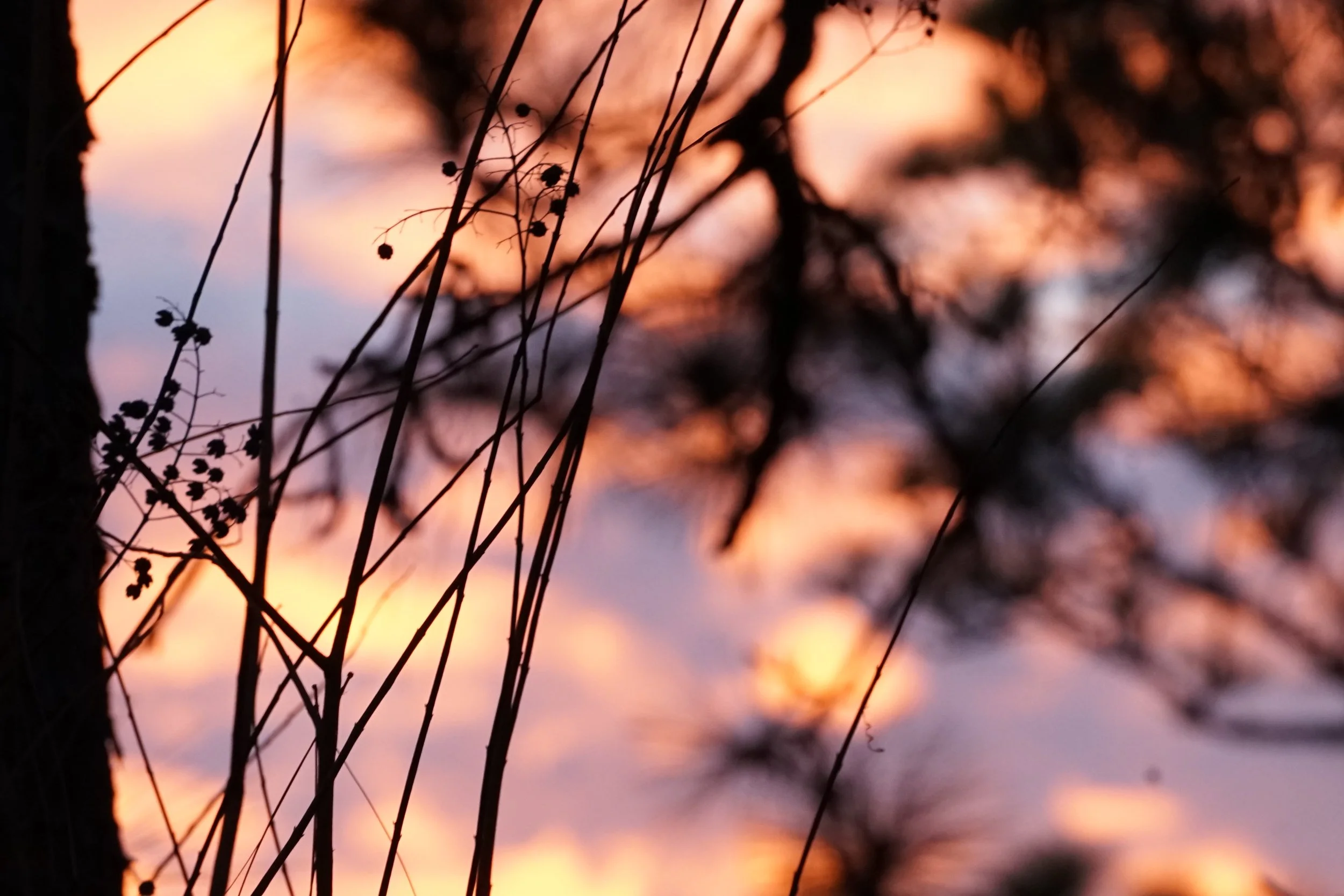 DSC09361.jpeg