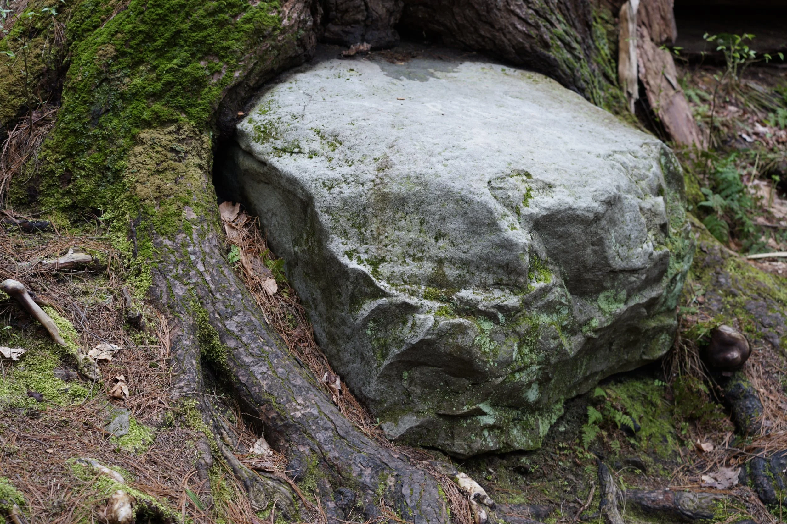 _DSC5571.JPG