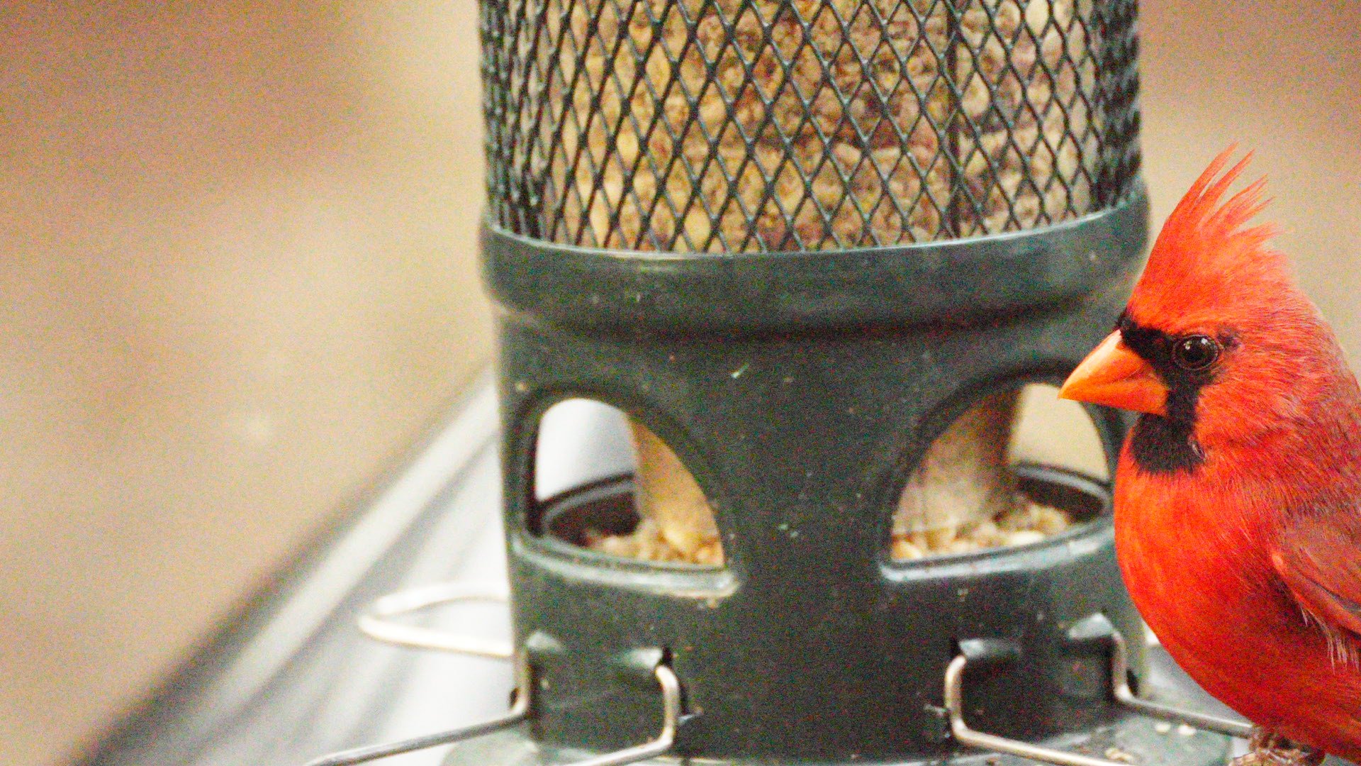DSC08917.jpeg
