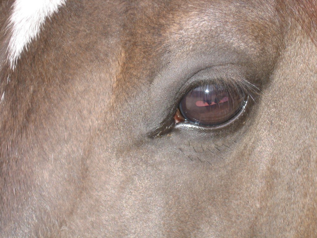 horseeyes.jpg