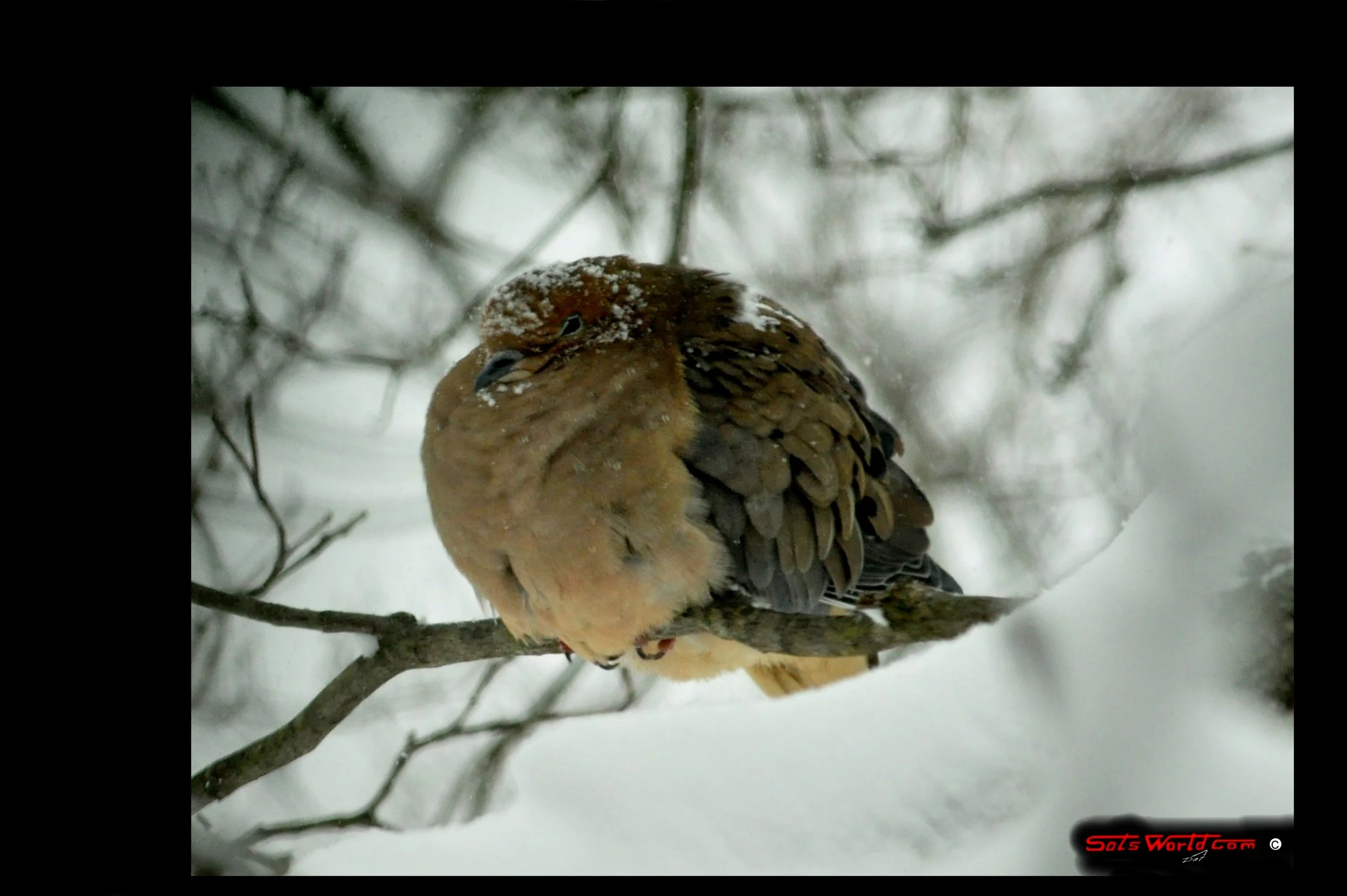 A bird perched on a branch in a snowy landscape, with snow on its head and feathers, surrounded by snow-covered branches.