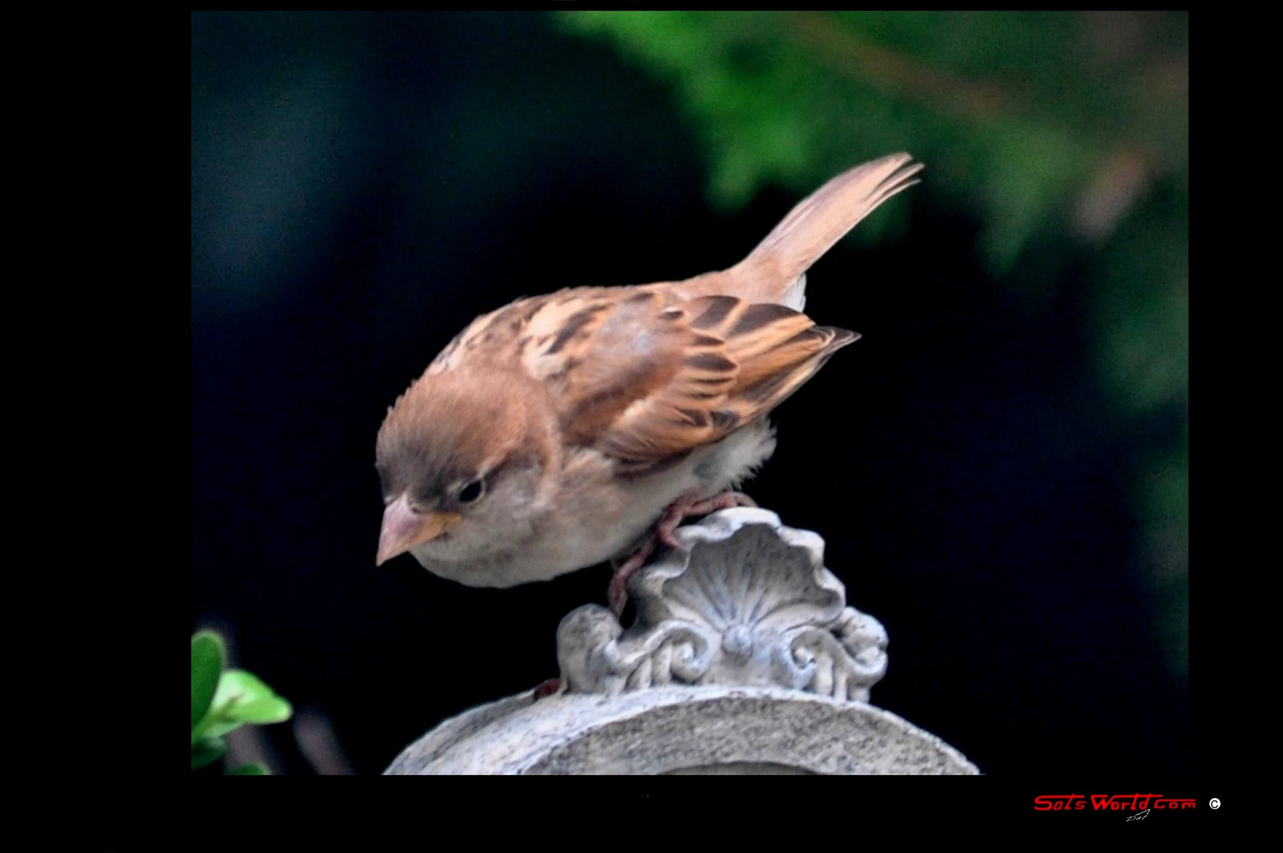 A small brown bird with darker streaks on its wings and head, perched on a decorative stone pedestal, with a blurred green background.